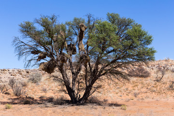 Fototapeta premium African masked weaver big nest on tree