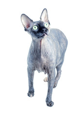 Black or blue canadian sphynx cat with green eyes isolated on a