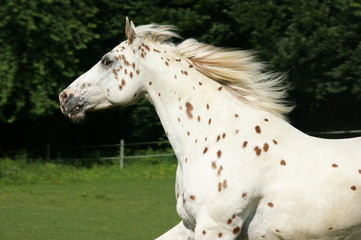Appaloosa in Action