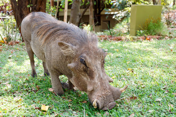 close up portrait of wart hog male in campsite