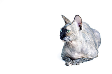 Black or blue canadian sphynx cat with green eyes isolated on a