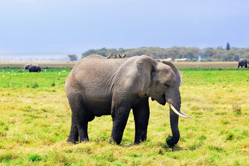 Naklejka na ściany i meble Adult African elephant in the swamp
