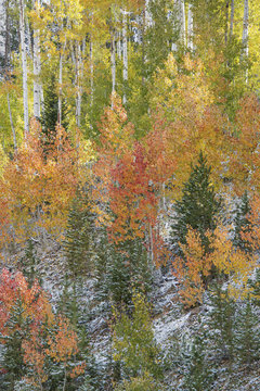 Fototapeta Aspen and pine trees in the forest, in the Wasatch mountains, Oregon USA in autumn with light snow