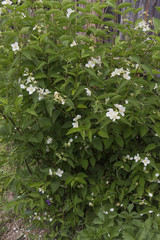 jasmine bush with white flowers during the flowering jasmine