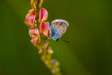 Macro photo of wild onobrychis arenaria (sainfoin) flowers and butterfly.