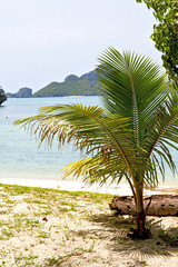 Obraz na płótnie Canvas boat coastline of a green lagoon and tree palm