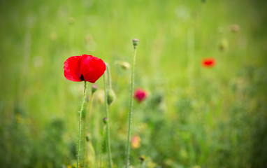 One red poppy in a green field with dark vignette