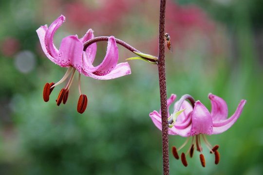 Mistbiene auf Blume