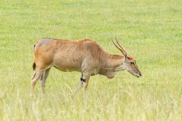 Taurotragus orix. Eland pastando.
