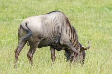 Ñu Azul pastando. Connochaetes taurinus.
