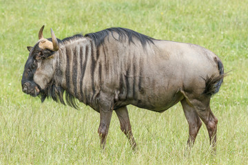Ñu Azul en la pradera. Connochaetes taurinus.
