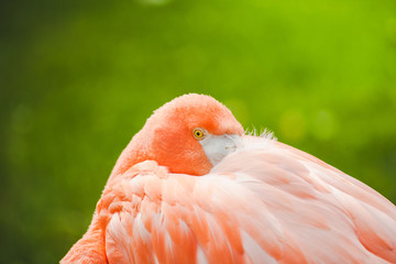 flamingo