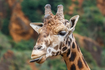 Cabeza de Jirafa. Giraffa camelopardalis.
