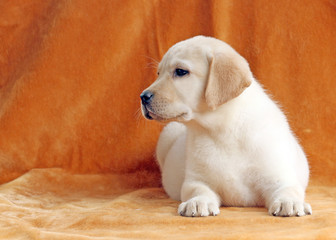 the nice yellow labrador puppy on orange background