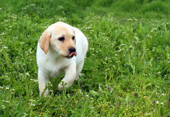 the nice yellow labrador puppy running in green grass