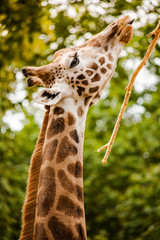 giraffe