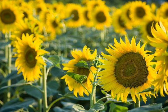 Sunflower in Chianti. Tuscany