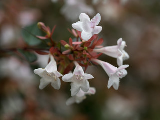 小さな白い花アベリア