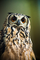 owl