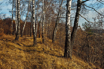 Brzozowy lasek