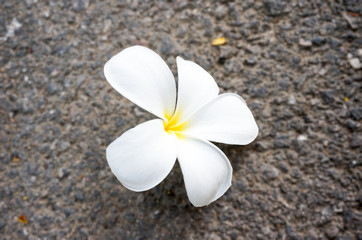 Fototapeta na wymiar White Plumeria on the floor