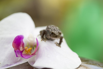 Obraz premium Frog on an orchid flower