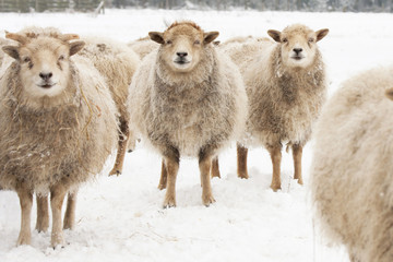 Fototapeta premium Sheep in the snow, eye contact