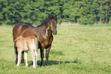 Foal and a mare