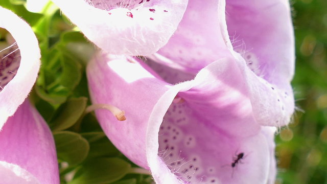 Close up of flower with antz