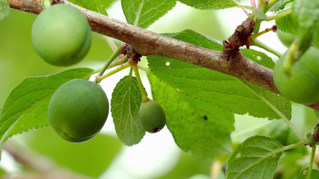 branch of a plum tree with unripe fruits