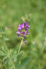 Fototapeta premium fiore di erba medica