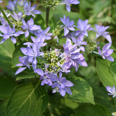ortensia dai fiori blu