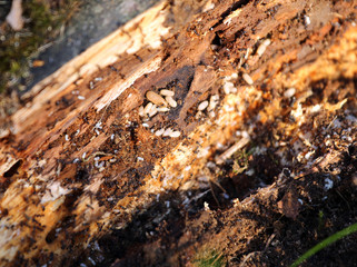 big ant hill with Ant eggs