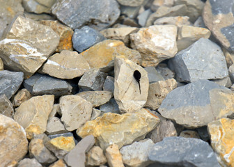 tadpole in the pond with stone in the mountains