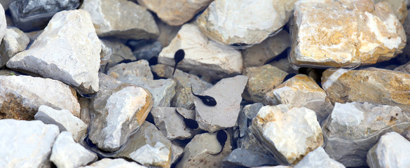 tadpoles in the pond with stone in the mountains