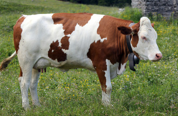 cow grazing in the meadow in the mountains 1