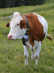 cow grazing in the meadow in the mountains 2