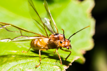 Queen ant in the nature