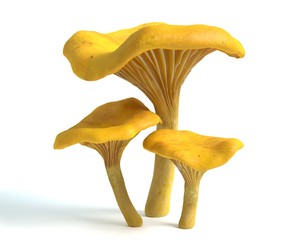 3d illustration of chanterelle mushrooms - obrazy, fototapety, plakaty