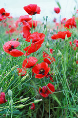 Obraz premium Маки