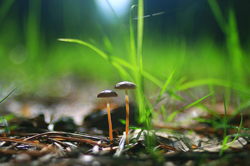 grass dew rain macro fresh green eco