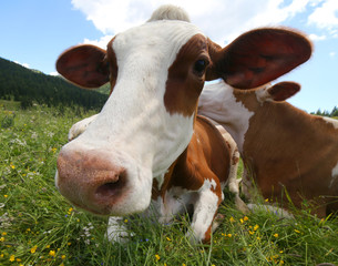big cow snout photographed with fisheye lens in mountains