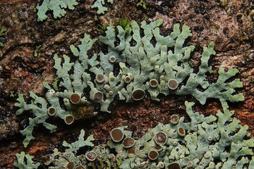 texture moss lichen macro mushroom