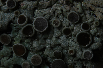texture moss lichen macro mushroom