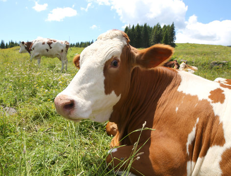 big cow snout photographed with fisheye lens in mountains