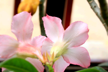 pink flowers