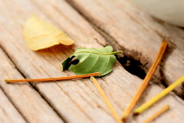 Dried leaves