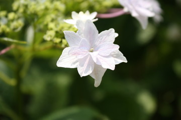 Obraz premium 白いあじさい