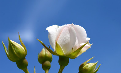 White roses on a blue sky