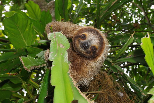 Three-toed sloth looking at camera in a tree, wild animal, Costa Rica, Central America